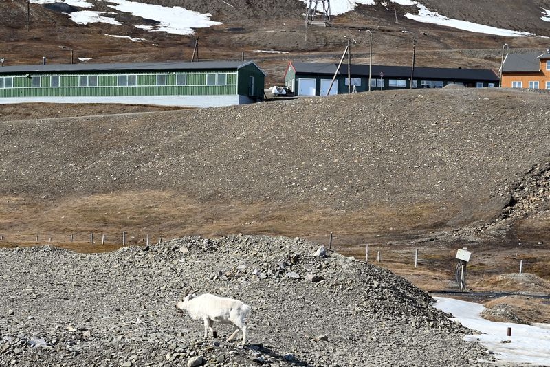 Reindeer at Longyearbyen edge of town