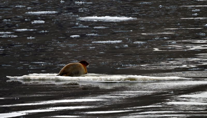 Bearded Seal warming up in the sun