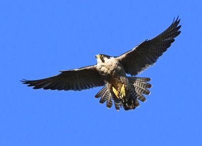 DSC_1800.JPG
