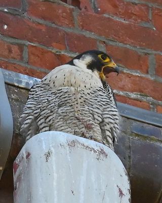 DSC_1867.JPG