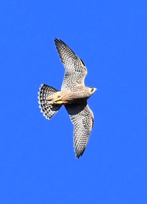 DSC_1935.JPG