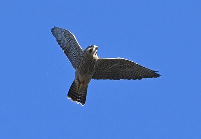 DSC_1952.JPG