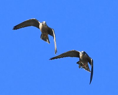 DSC_1962.JPG