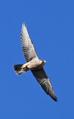 DSC_1967.JPG