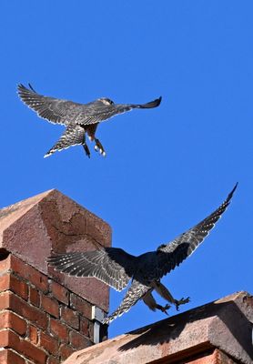 DSC_1977.JPG