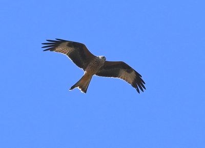 Z62_4320.JPG
