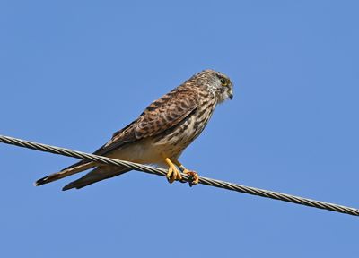 Z62_4487.JPG