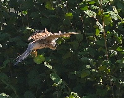 Z62_4497.JPG