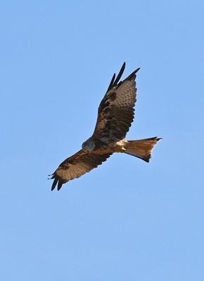 Z62_4576.JPG