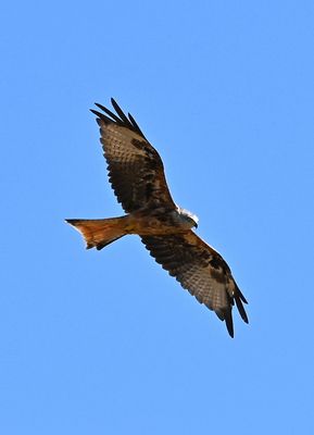 Z62_4609.JPG