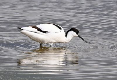 Avocet DSC_6479.JPG