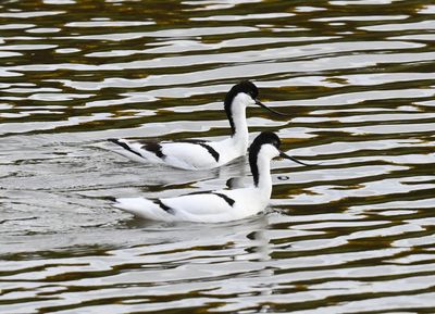 Avocets DSC_6345.JPG