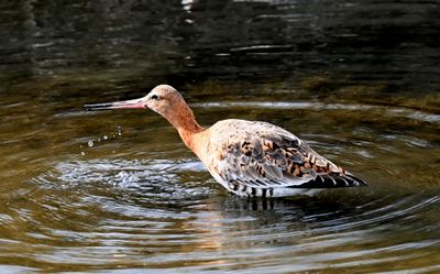 Blacktailed Godwit DSC_6378.JPG