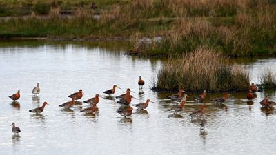 Blacktailed Godwits DSC_6311.JPG