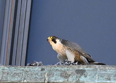 DSC_7967.JPG
