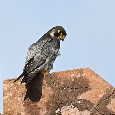 DSC_9707.JPG