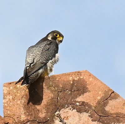 DSC_9720.JPG