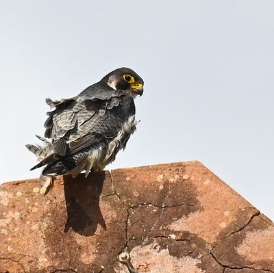 DSC_9771.JPG