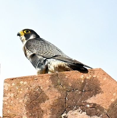 DSC_9787.JPG