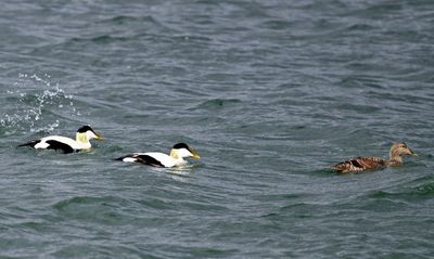 Eiders DSC_6716.JPG