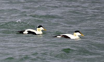 Eiders DSC_6717.JPG