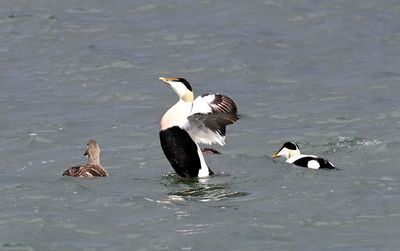 Eiders stretching DSC_6863.JPG