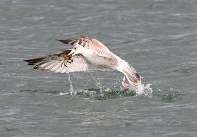Juvenile Gull with Take Away DSC_6766.JPG