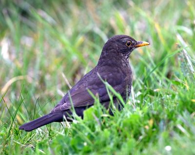 Blackbird DSC_6443.JPG