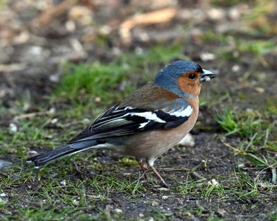 DSC_5228.JPG