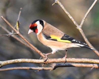 DSC_5500.JPG