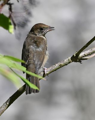 Z62_4032.JPG