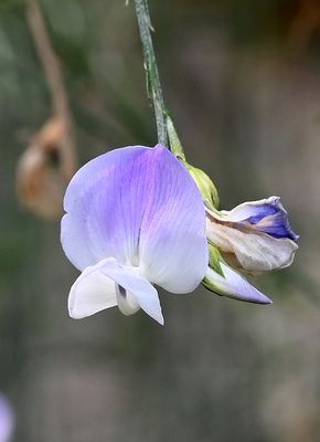 DSC_2777.JPG