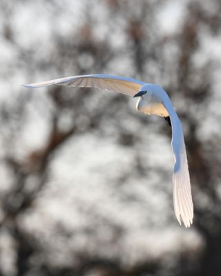 850_5391-SharpenAI-Motion.jpg