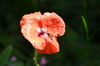 DSC_3951.JPG