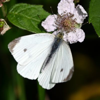 DSC_3971.JPG