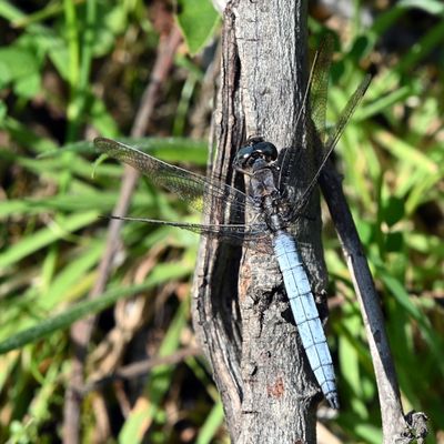 DSC_3981.JPG
