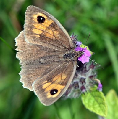 DSC_4397.JPG