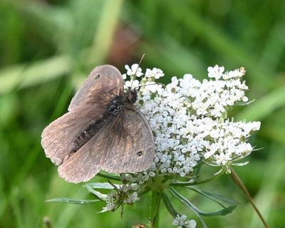 DSC_4422.JPG
