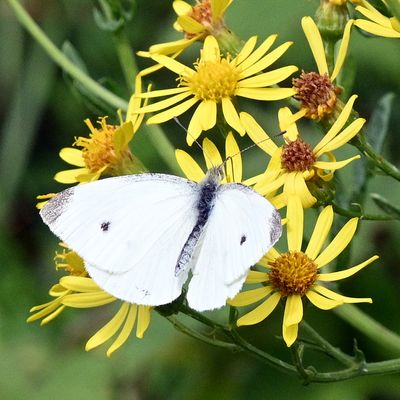 DSC_4533.JPG