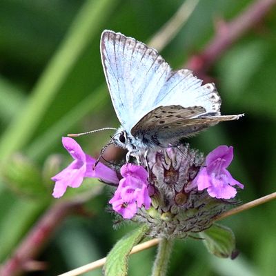 DSC_4590.JPG