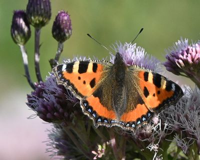 DSC_4663.JPG