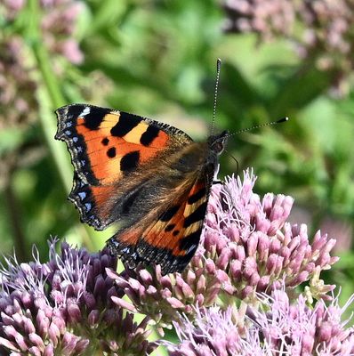 DSC_4768.JPG