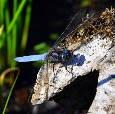 DSC_5131.JPG