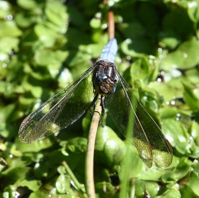 Insects and Amphibians