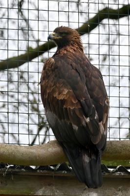 Z62_6896- Topaz.JPG