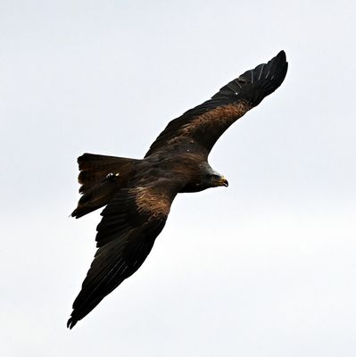 Z62_7584- Topaz.JPG