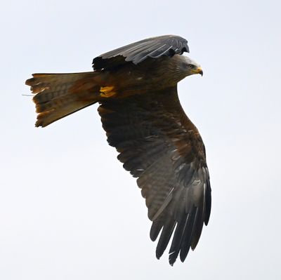 Z62_7592- Topaz.JPG