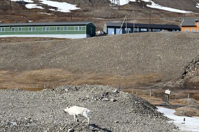 Reindeer at Longyearbyen edge of town