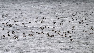 Plenty of Puffins in a hurry