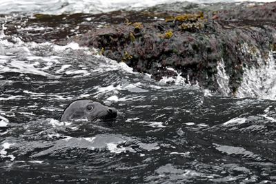 Watchful Seal